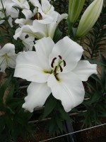 [4175 Tisento VZ No02.JPG]